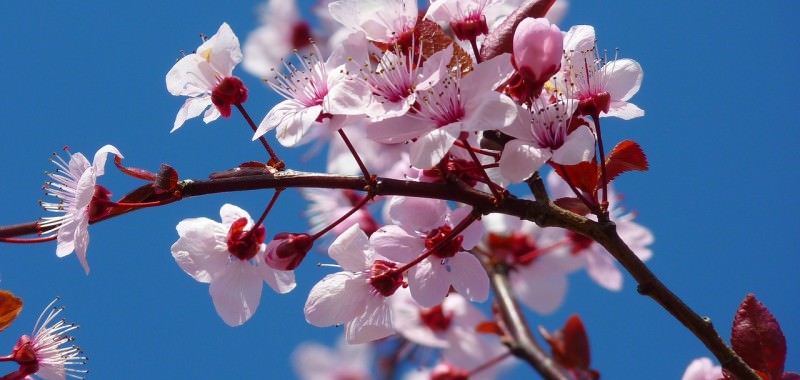 almond-blossom-5378_1280